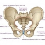 Схема тазовых костей